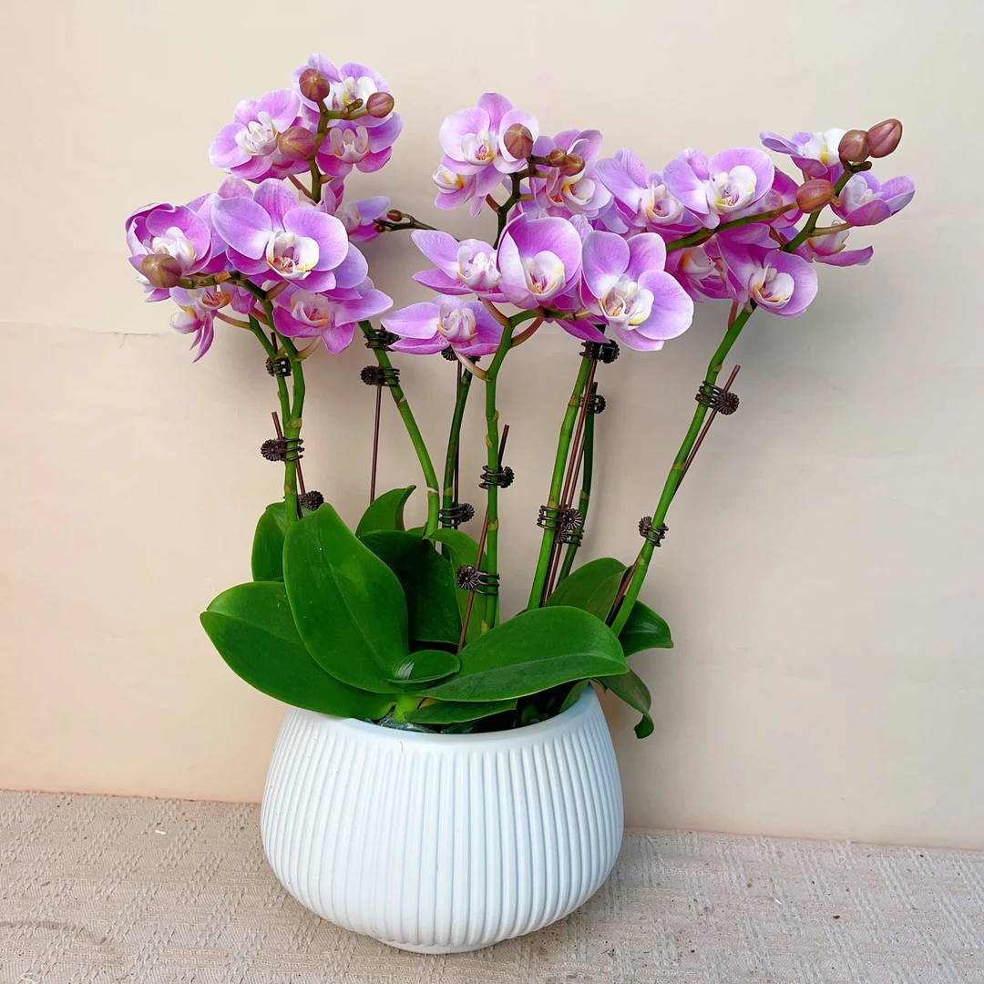 A级【祥云】优雅蝴蝶兰绿植花卉艺术优雅高级盆栽植株好养活