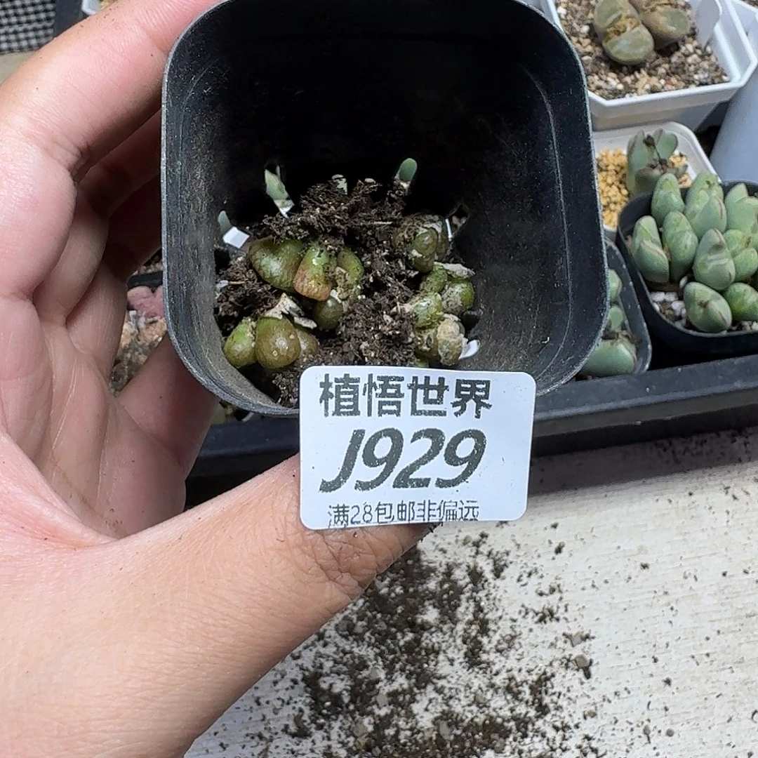 多肉植物的啊ghnnn