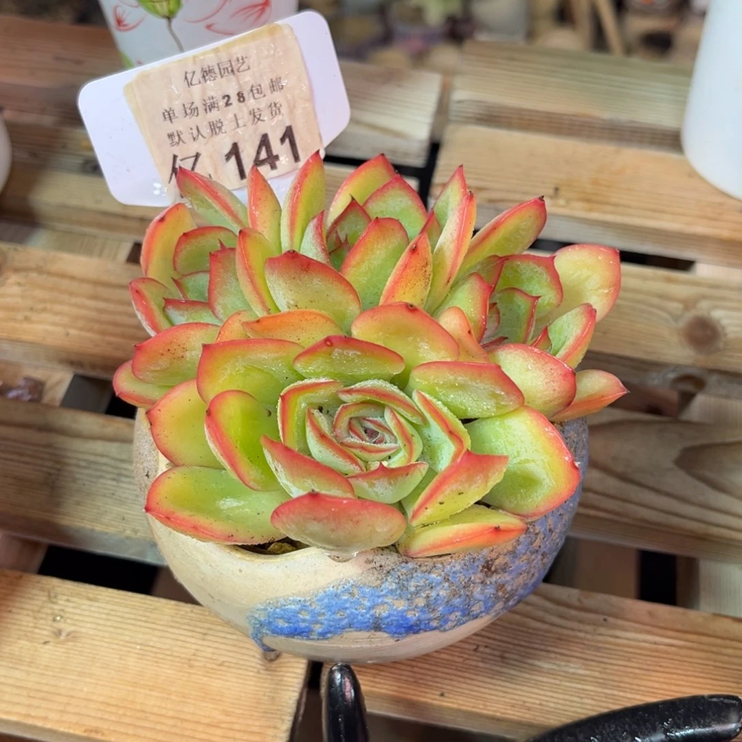 晨露满20包邮一物一拍