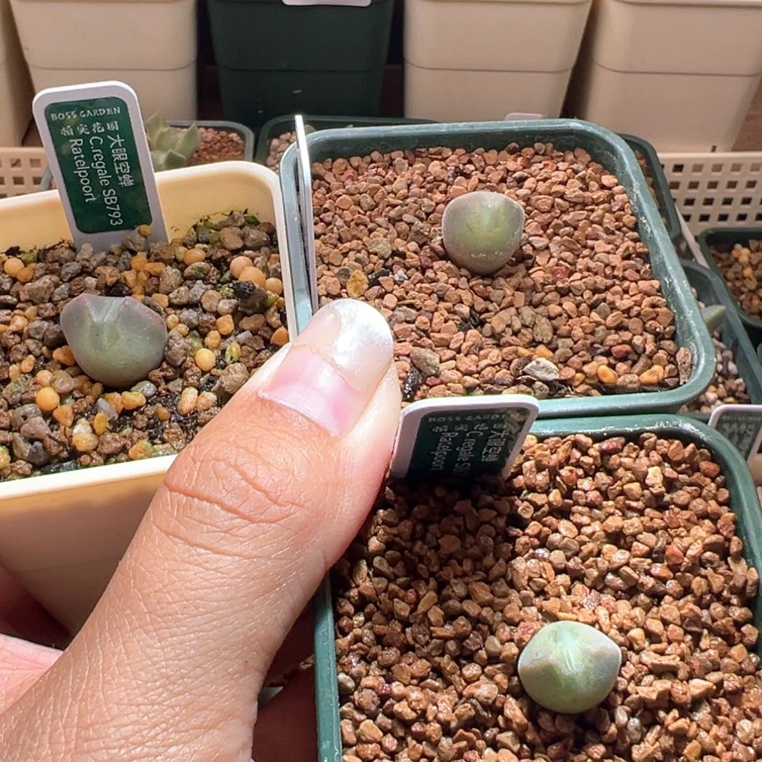 A111.  青蛙种源优选两年大眼空蝉。   专拍。