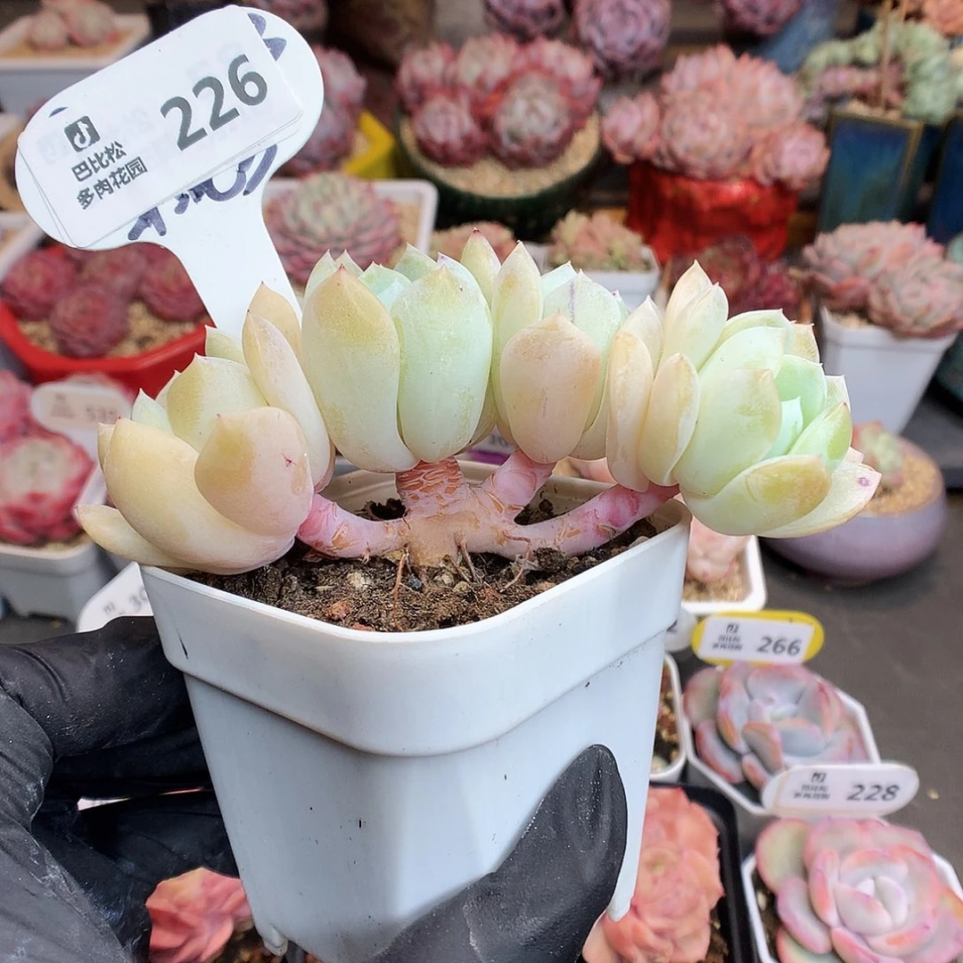226 四头小树糖心