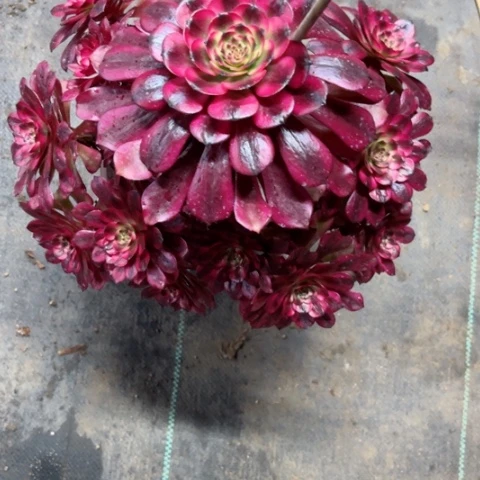 多肉植物美姬锦，