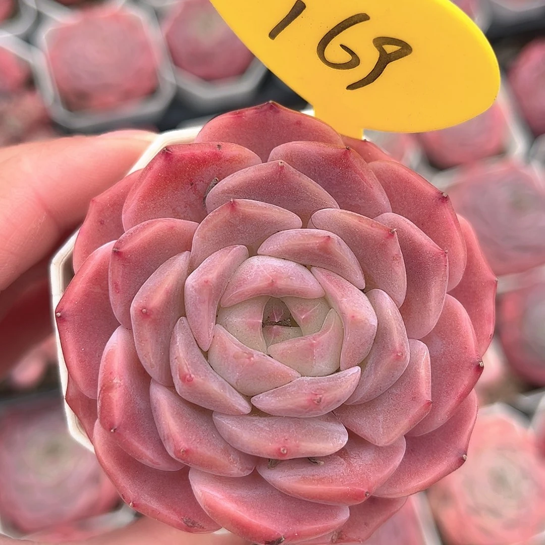 169号小老桩糖心单头