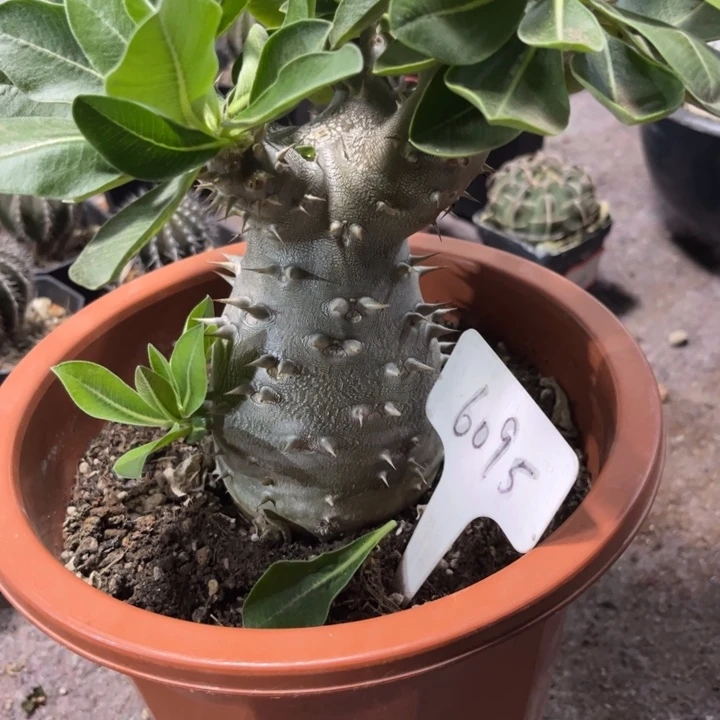 6095大惠比好养皮实好活