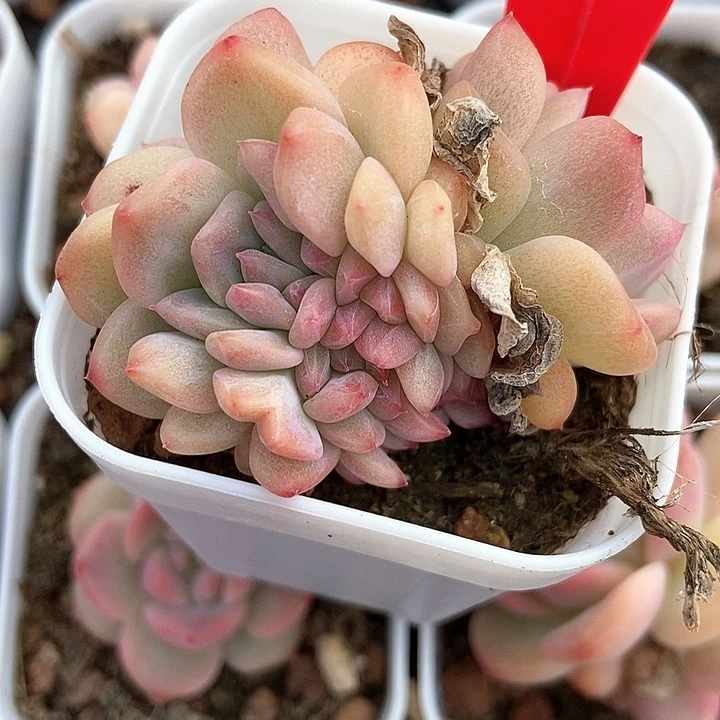 多肉植物837多肉