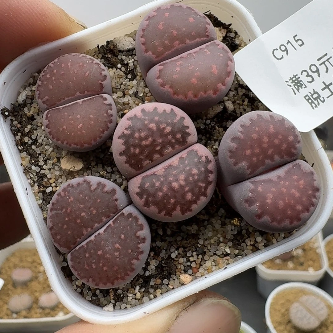 915多肉哈哈哈哈哈哈