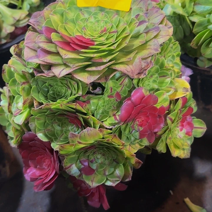 多肉植物知否861法师