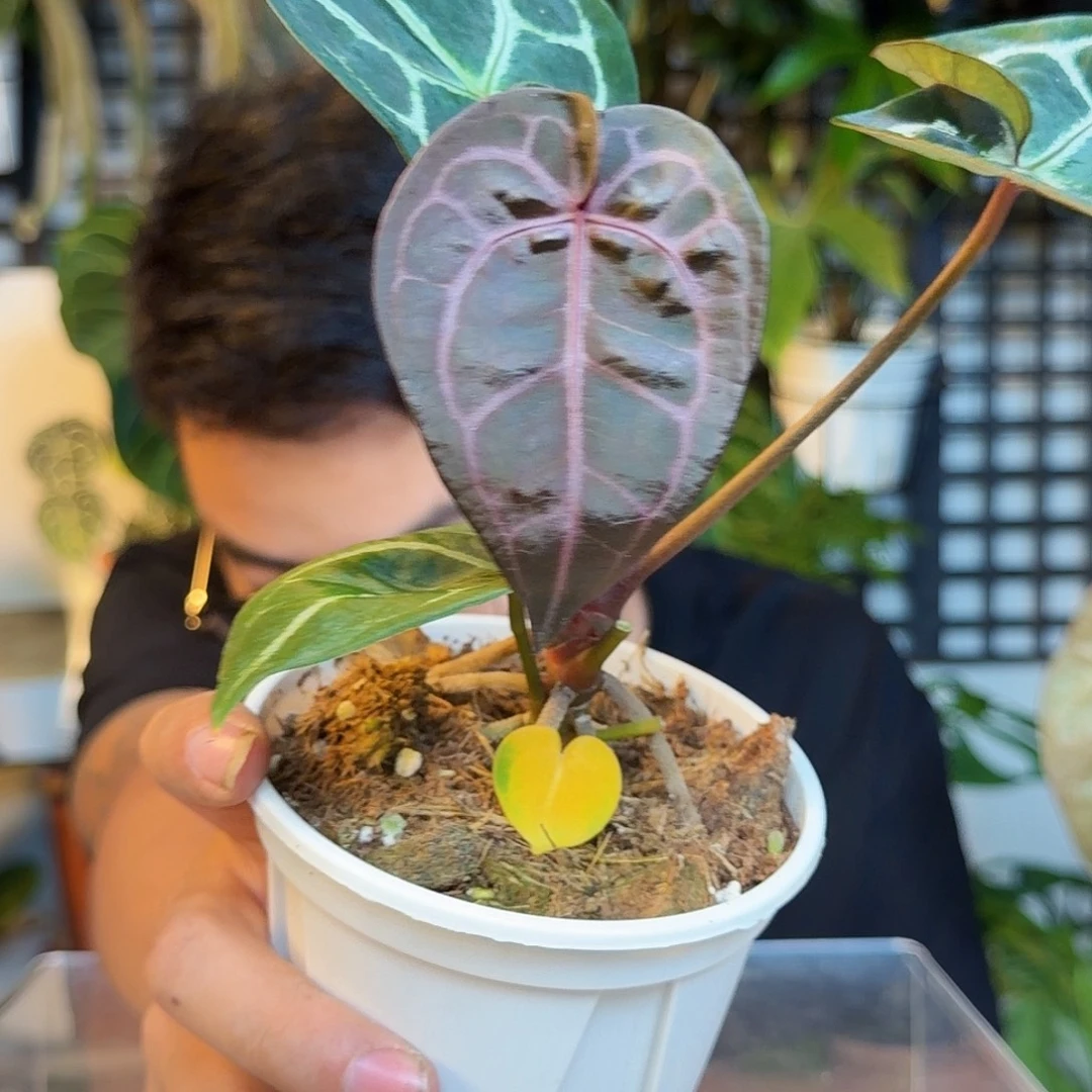 Y***g完全开放黑曜石C170