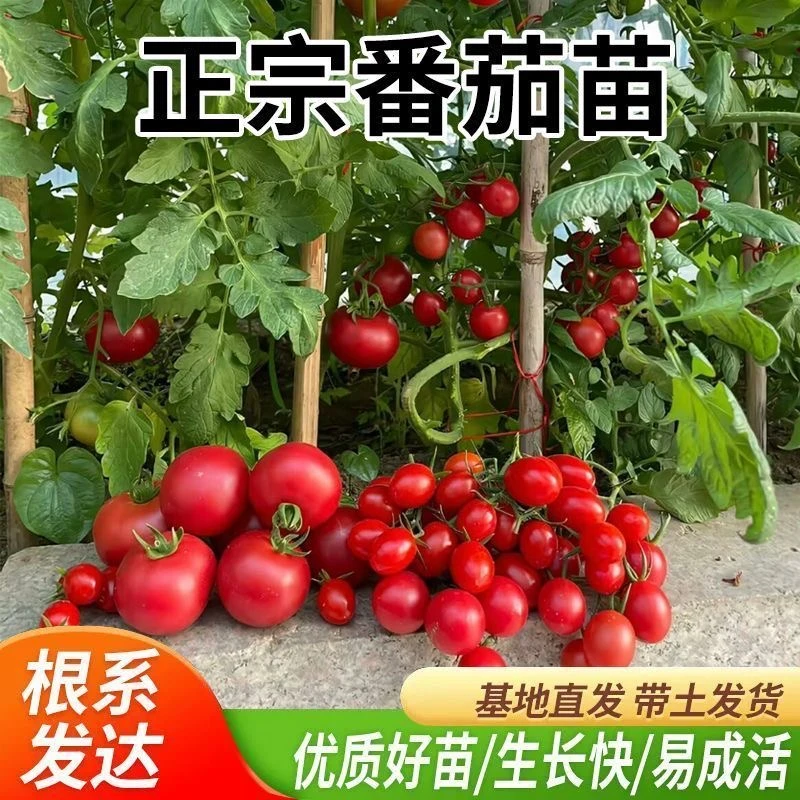 西红柿秧苗普罗旺斯苗大粉沙瓤大果阳台庭院种植蔬菜种植带土发货