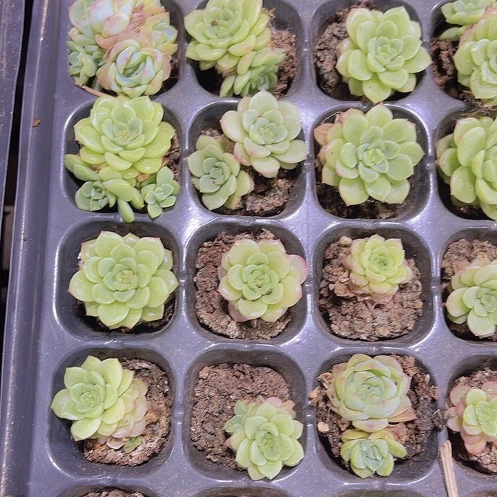 精品一单两颗珍珠麦秆多肉