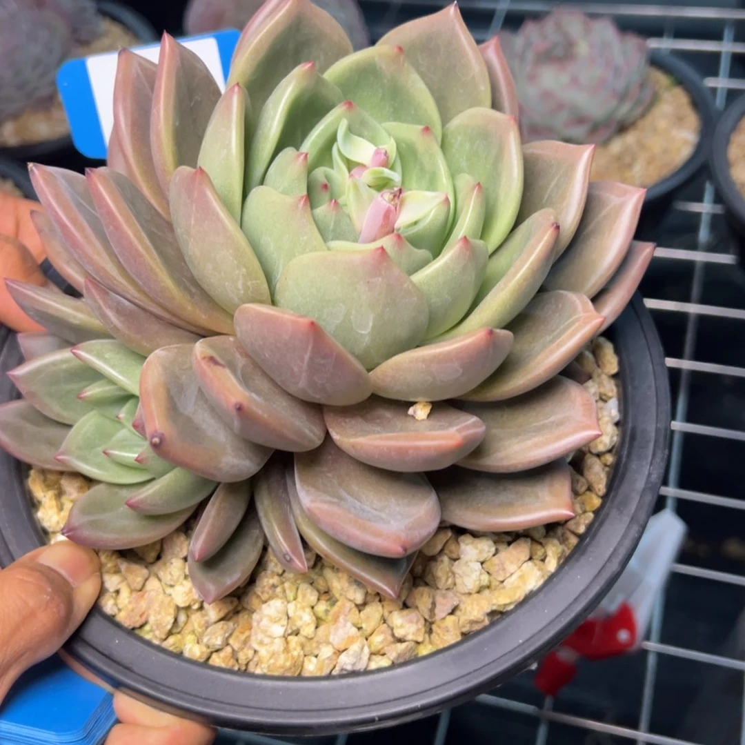 洪*0574肉多么多么多么