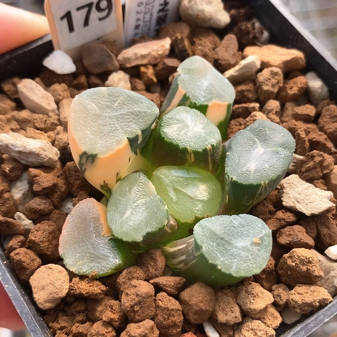 红陶179号山之翠万象锦一物一