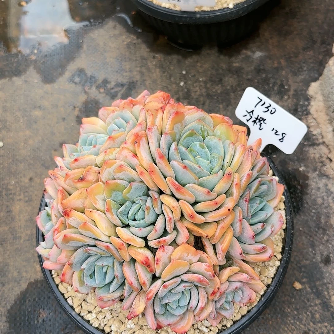 7130，冷橙128          肉