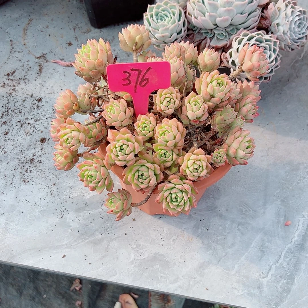 彤*376马库斯多肉植物