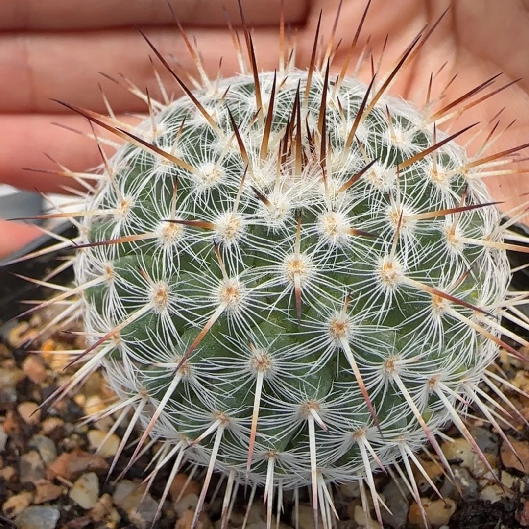 017实生白王丸多肉