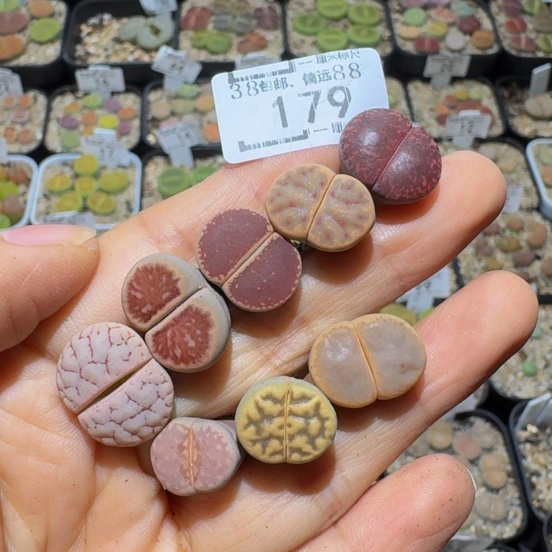 *****Ssss精品生石花179