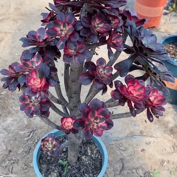丽娜36多肉植物法师法师