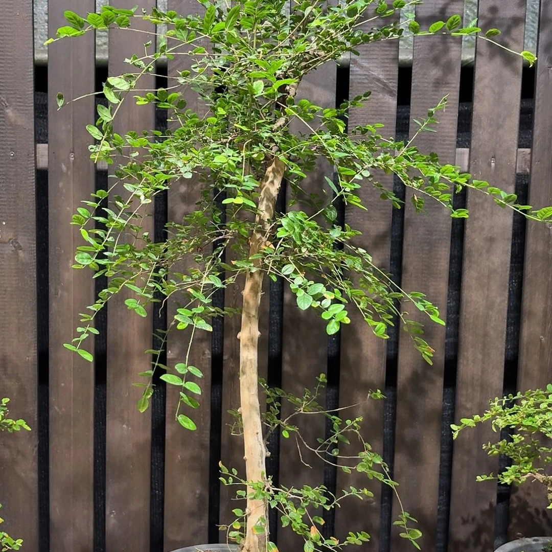 无花朵1111111111180