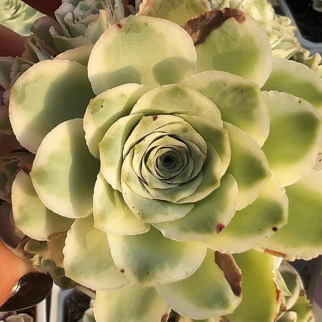 山地玫瑰锦秋夕631号