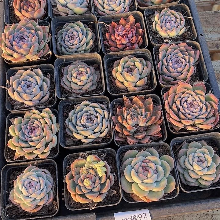 直播福利一物一拍92