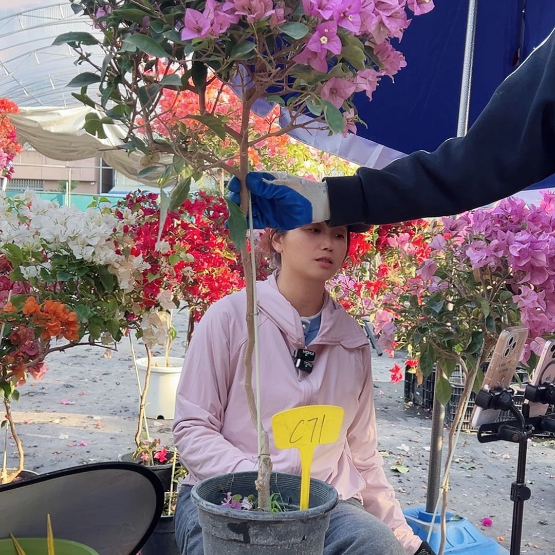 花***语大部分花苞少量开放C71赛佛里