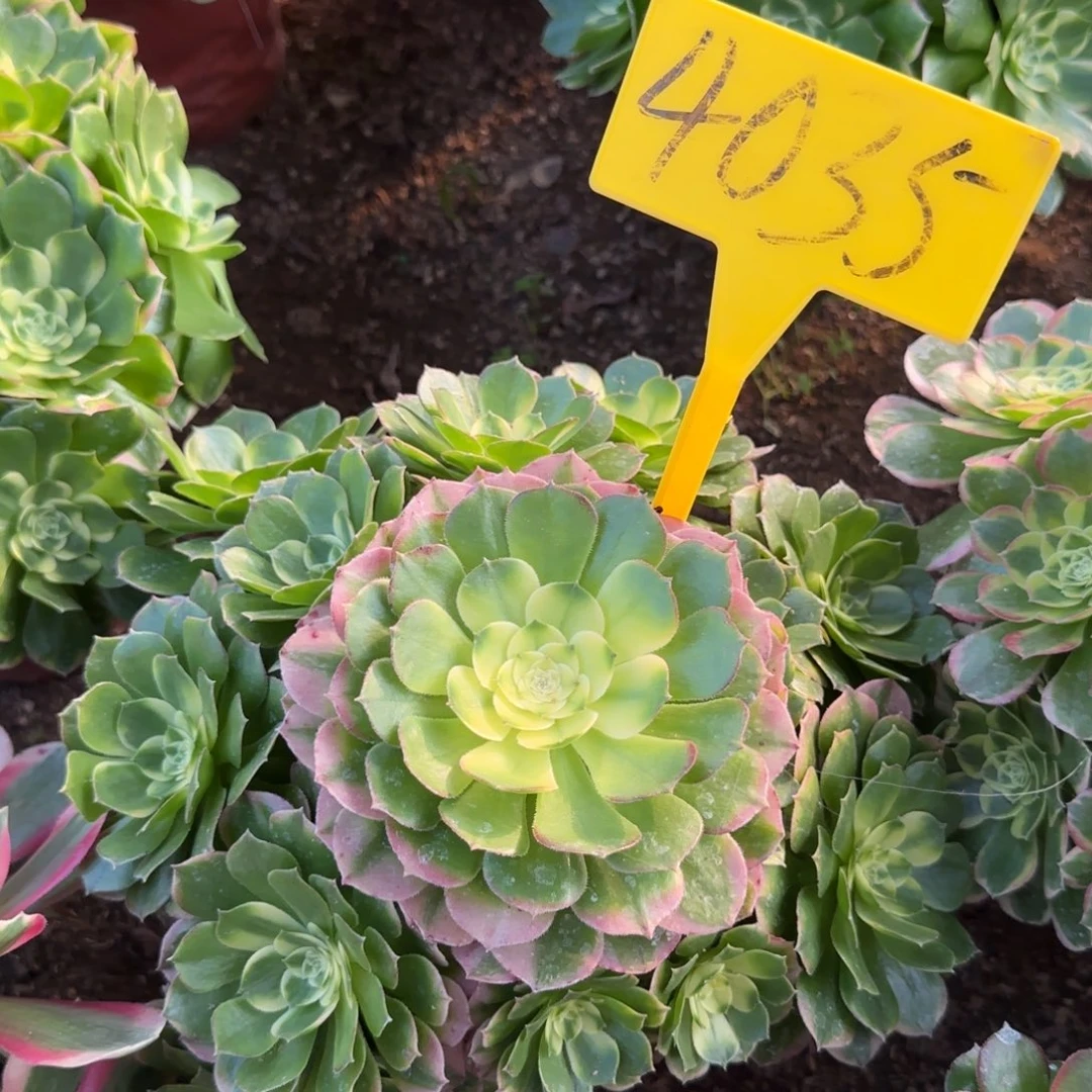 4035--海王多肉植物