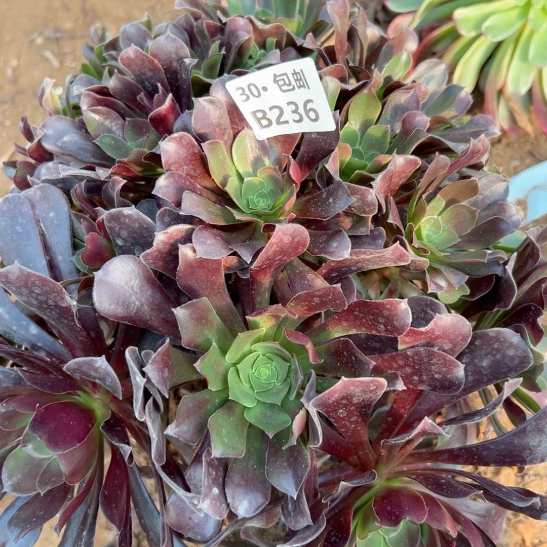 236 多肉侧枝不断枝