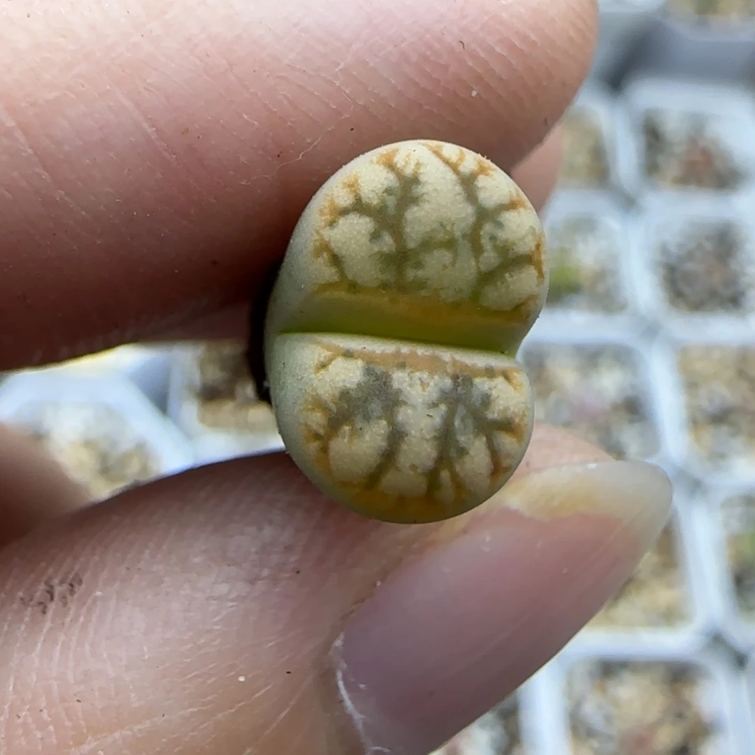 605二蜕有蜕特30包邮