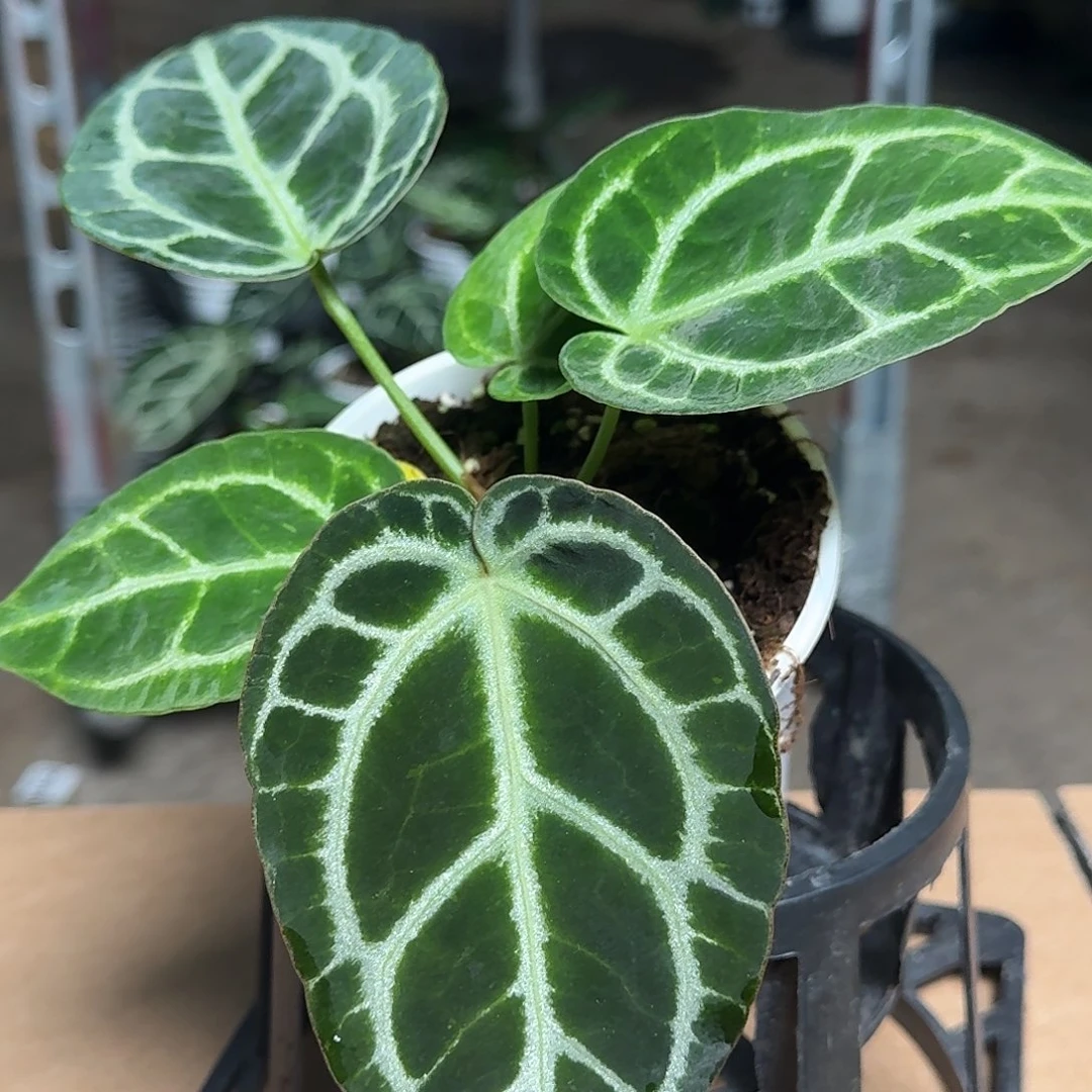 完全开放Y68小钻石杂