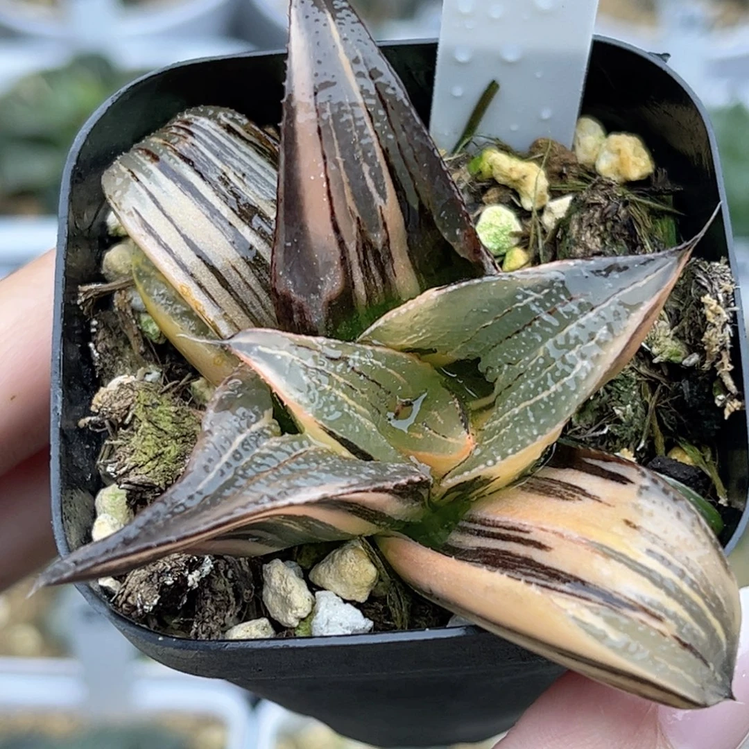 无***痕24茜云芭提雅锦福利专场