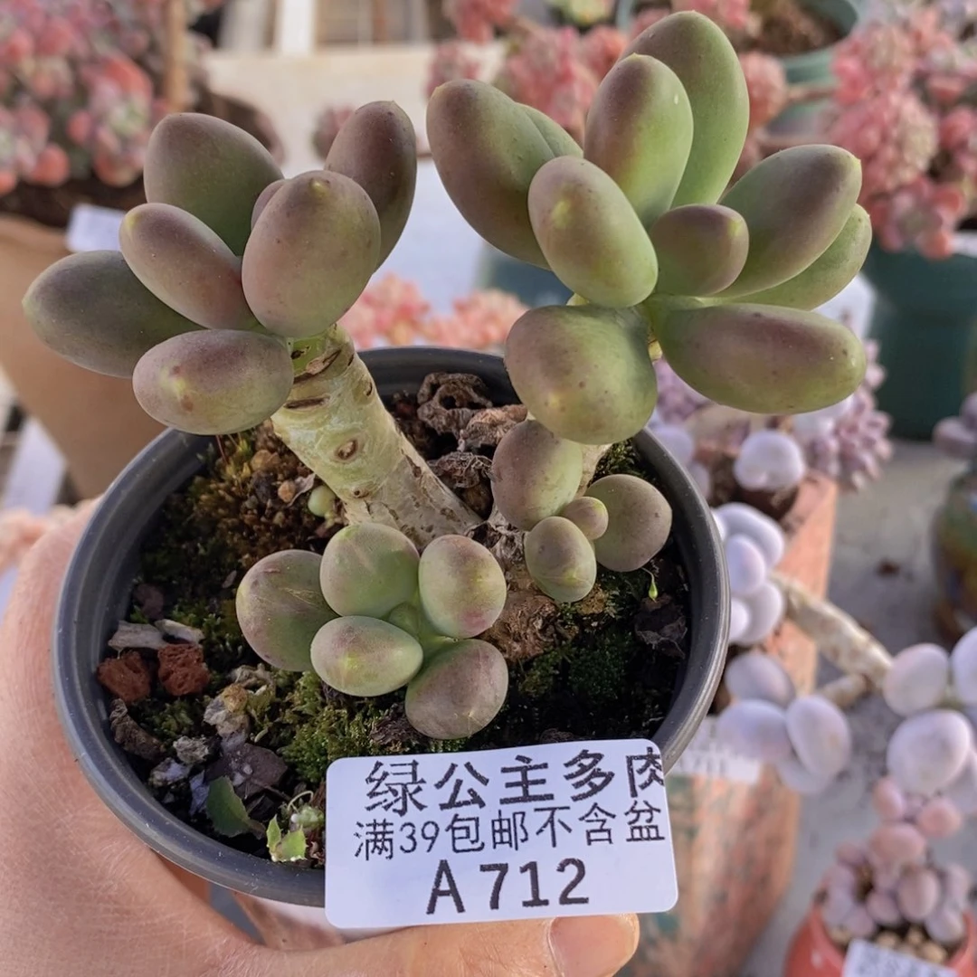 芒果奶7cm712多肉植物