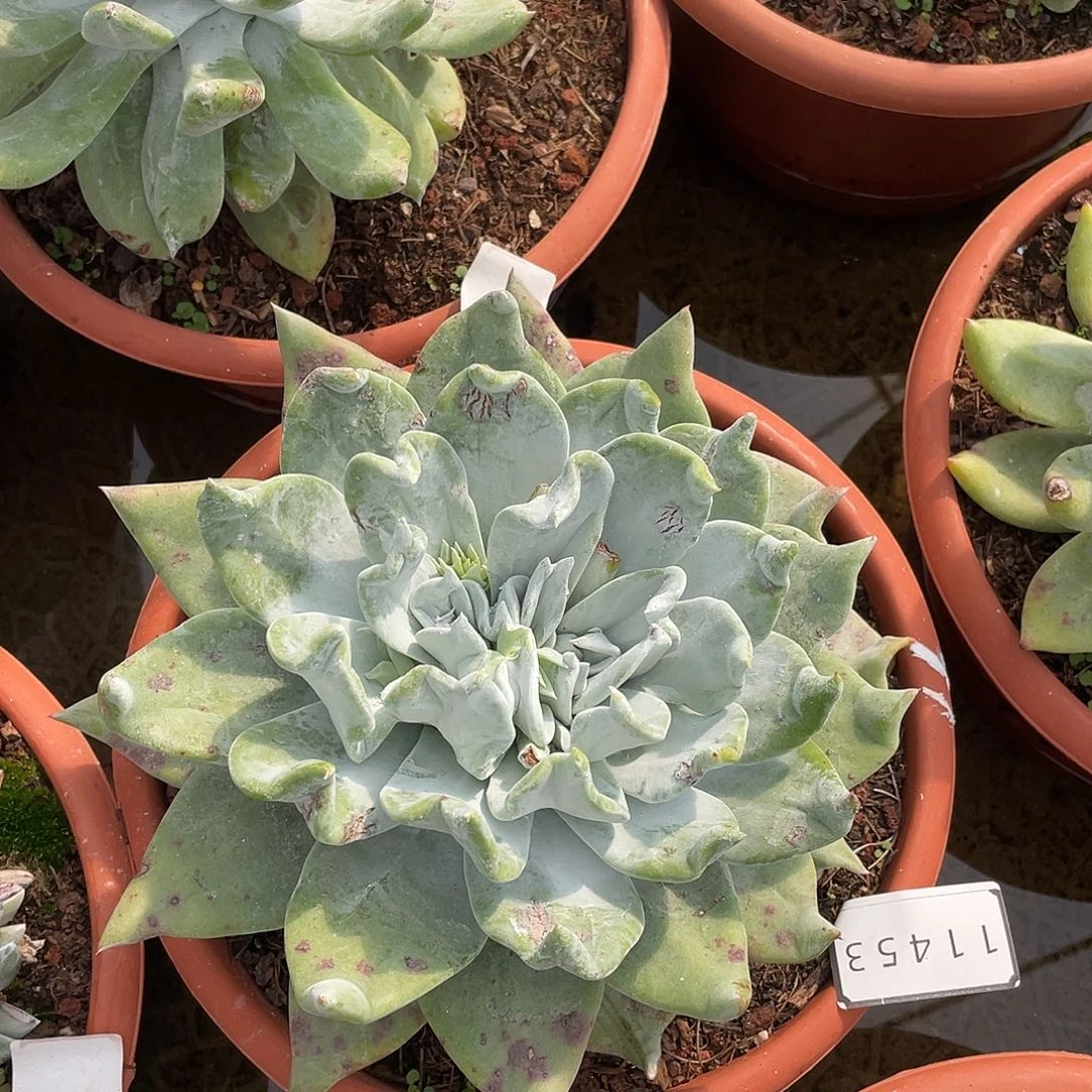 冬**落浦西飞克多头11453