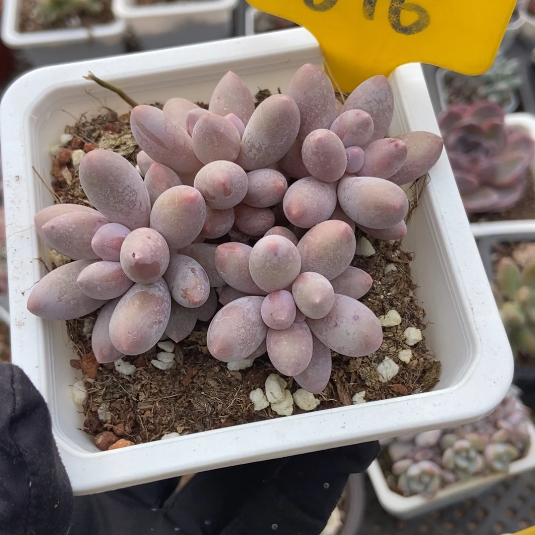 846粉色恋人多肉植物