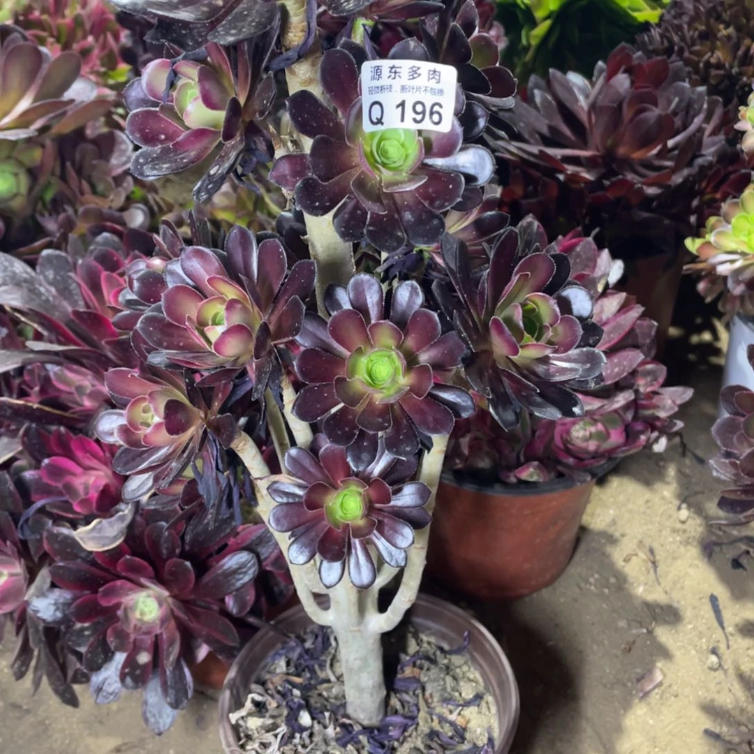 196黑法师多肉法师断枝不包