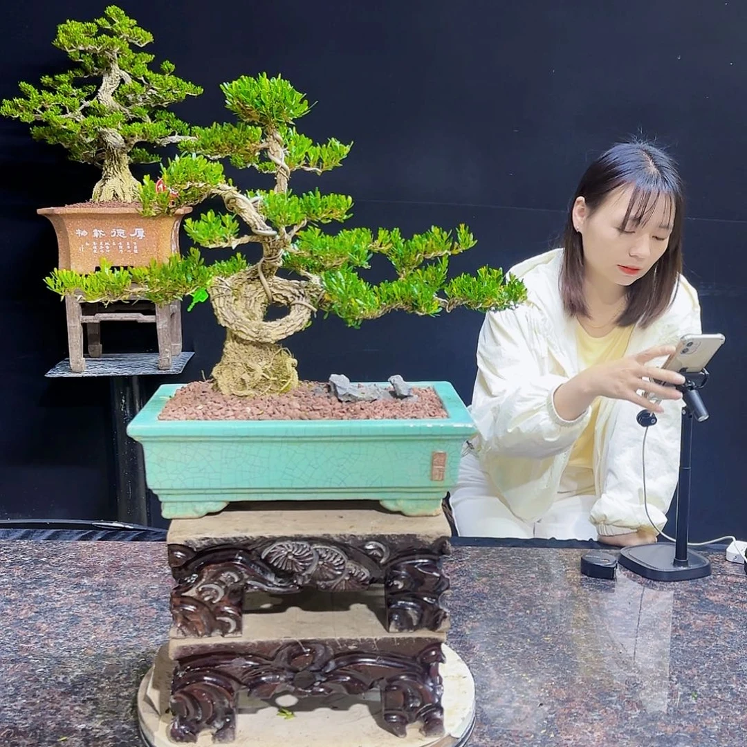 高端黄杨盆景艺术