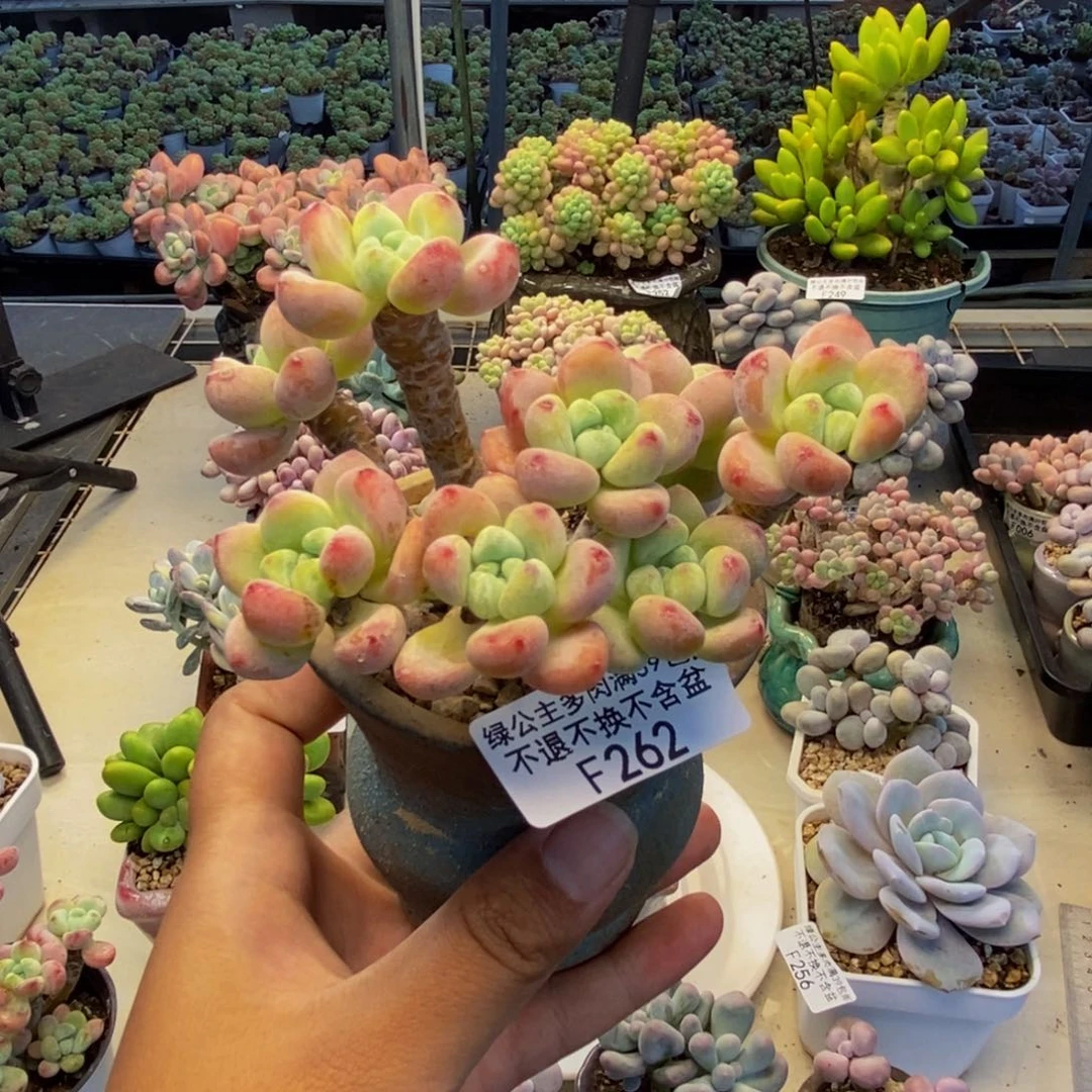 262樱花罗琦多肉8c m