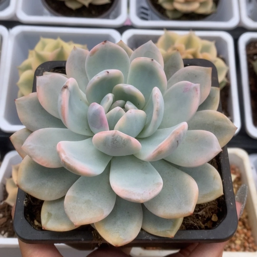 444橙子锦锦锦锦锦锦锦