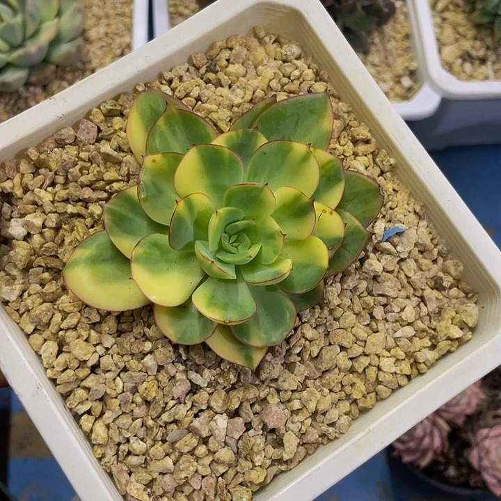 牡丹亭锦一物一拍