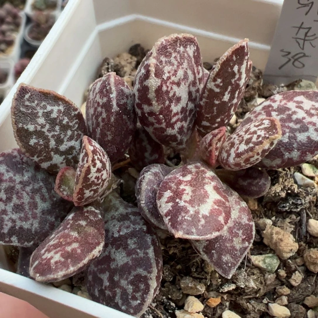 马蛋杂多头纯木质桩斑点款多肉