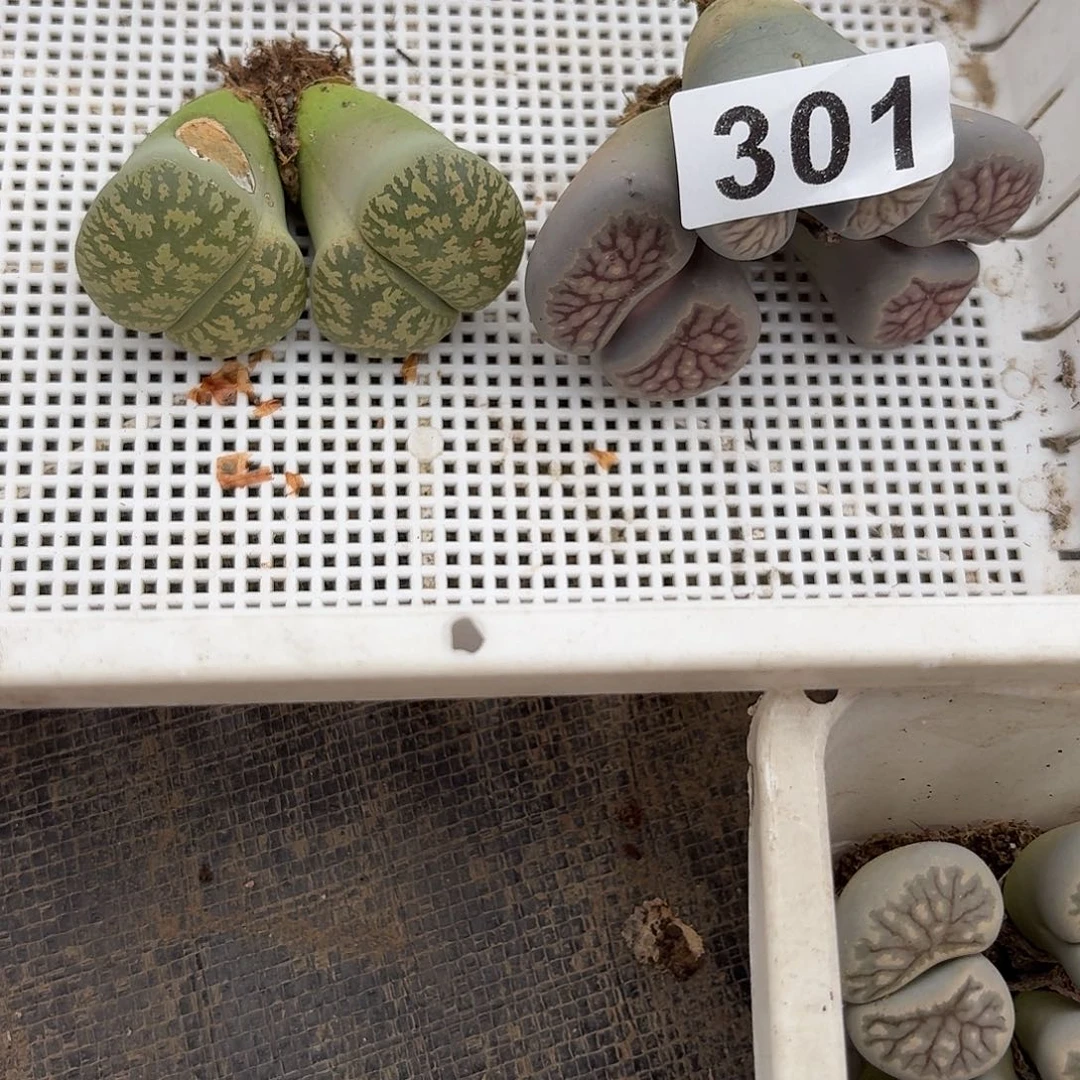 小***七生石花一物一拍3颗301