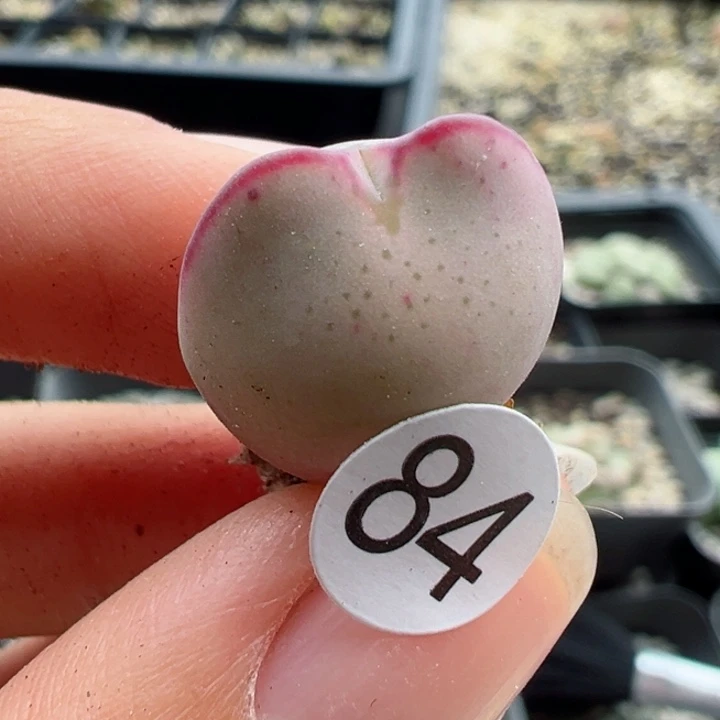 84号111111111111111111