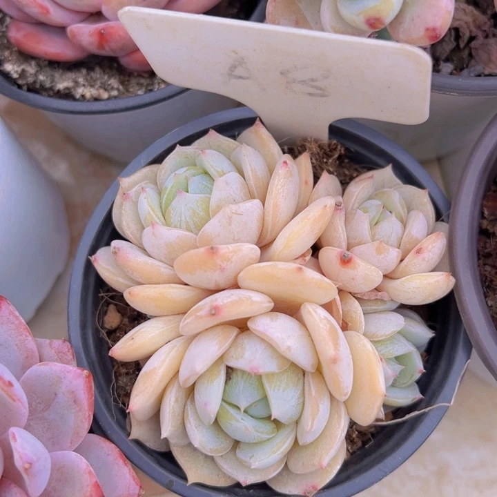 健健康康平平安安