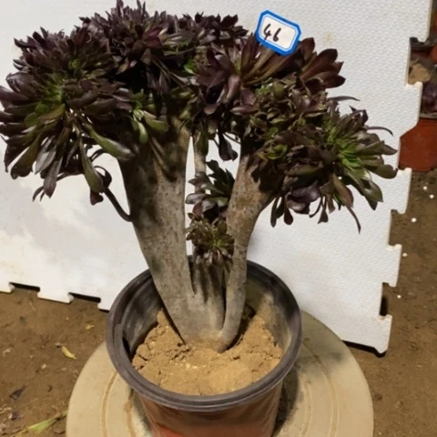 黑法师缀一物一拍