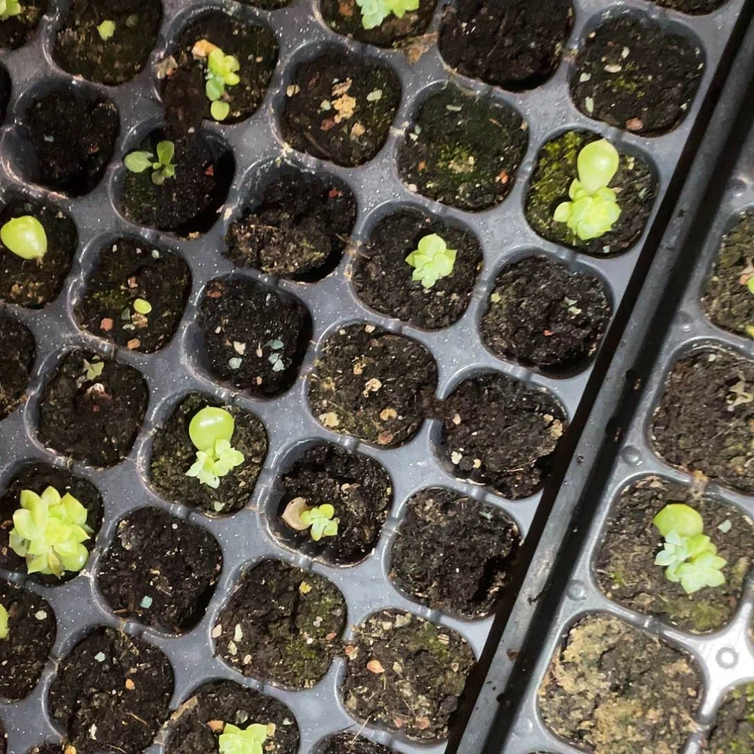 泼天小 中苗穴一个满25包邮