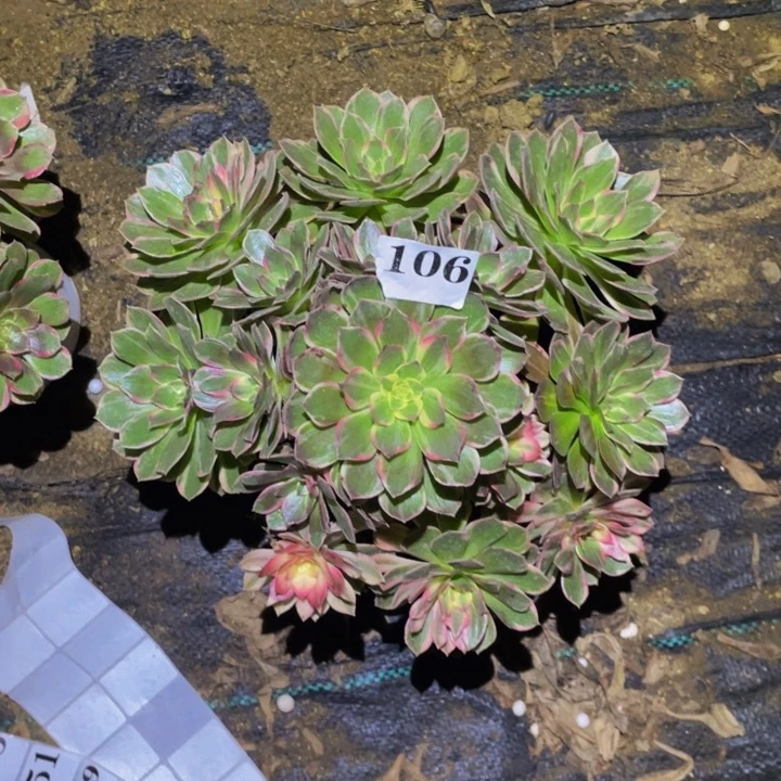 黑魔锦多肉植物106