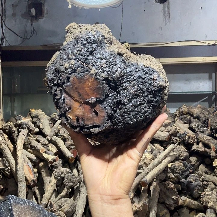 过***客香榧木火琉璃的故事是一个
