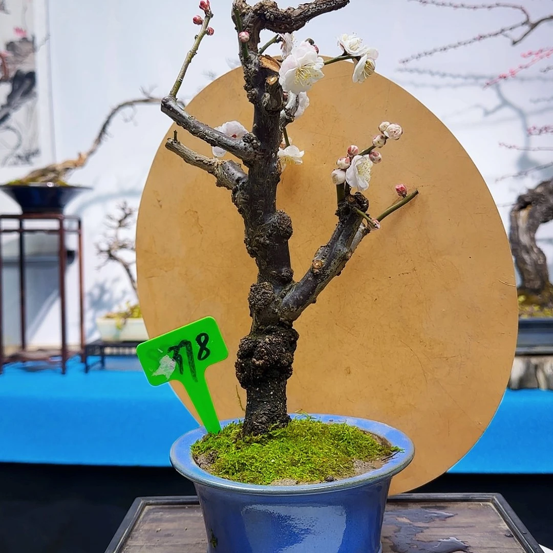 红陶万**山d f h j k k