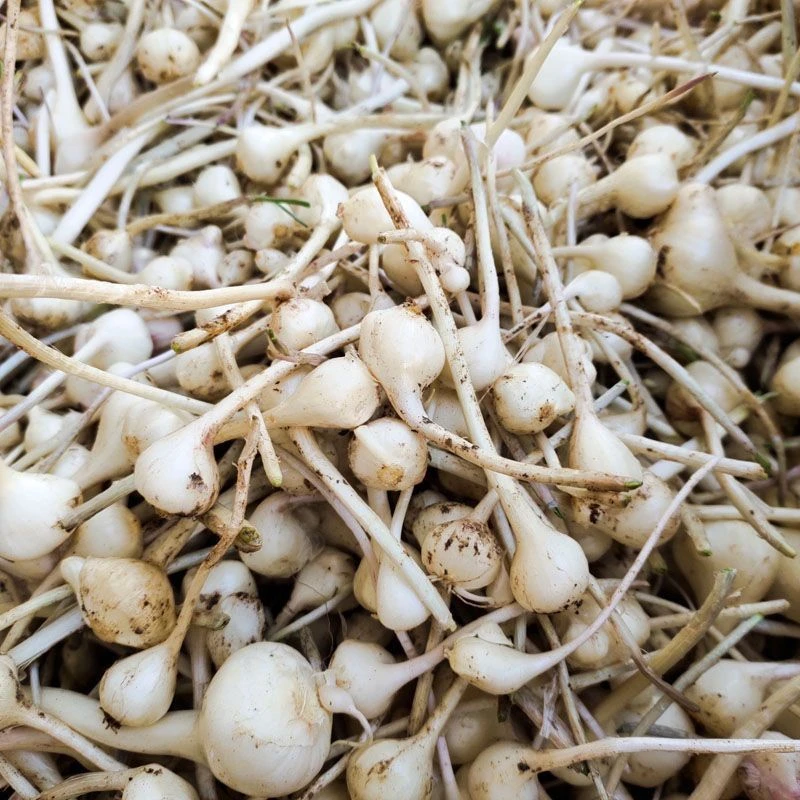 东北大山野生现挖小根蒜大头菜野蒜新鲜山野菜大脑瓜崩苦蒜小头蒜