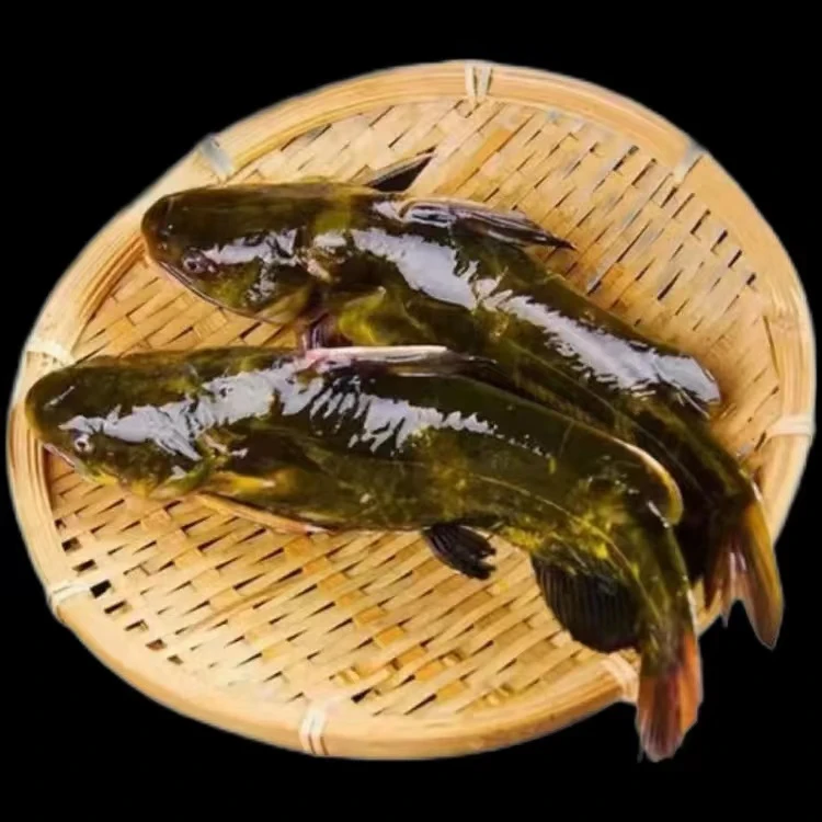 5斤东北野生冷水嘎牙鱼顺丰包邮冷链发货