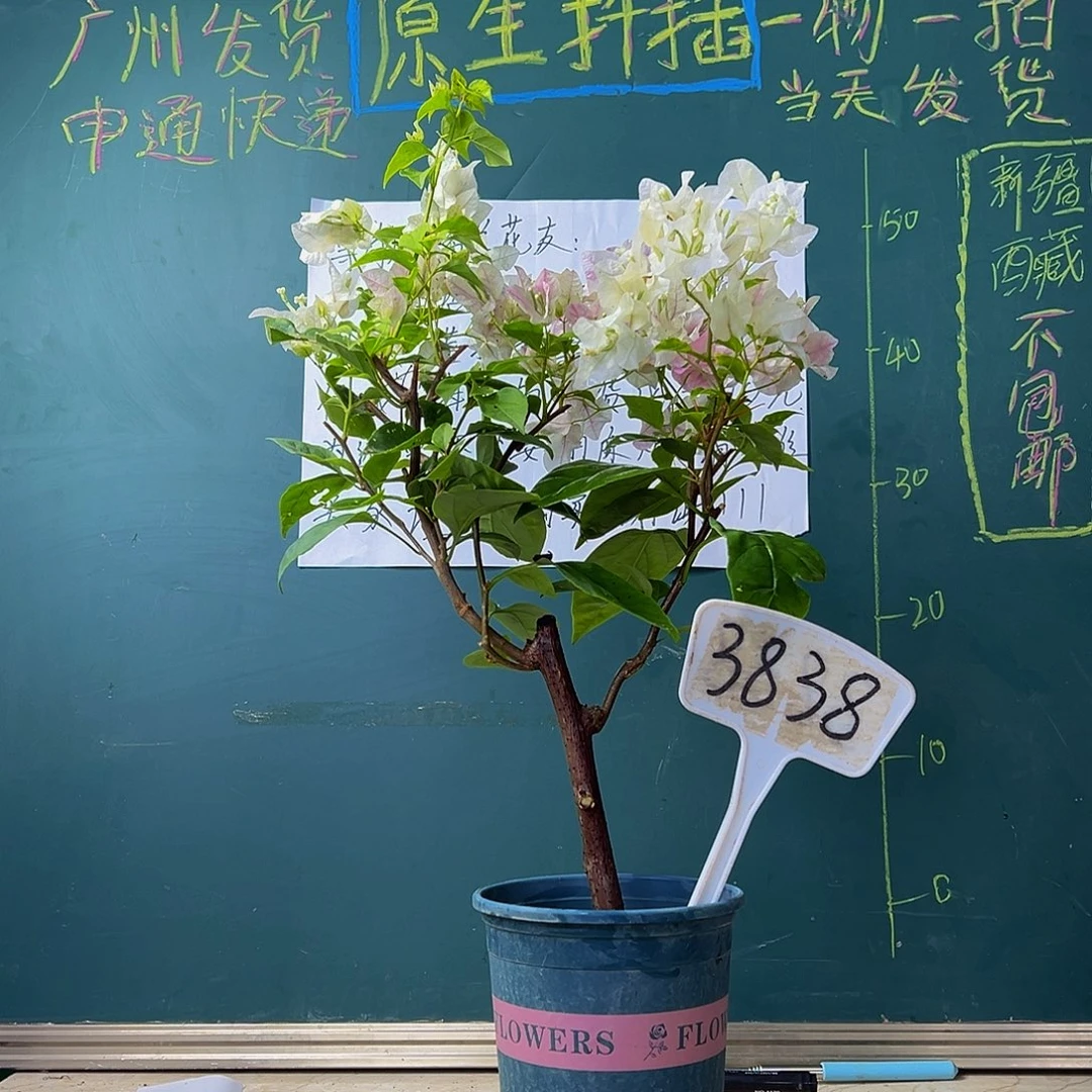 当前无花栽培后可以开花  广红樱 3838